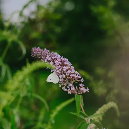 True с видом на горы Uzhhorod